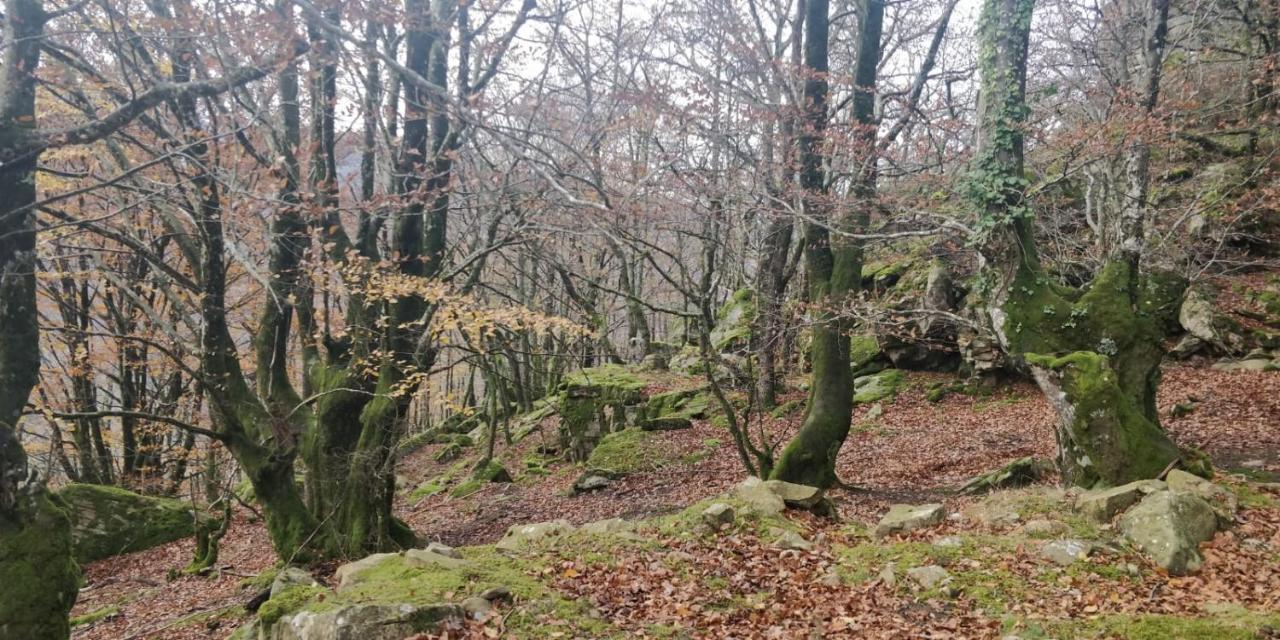 Gartzinea, Amplia Y Preciosa Vivienda Rural Daire Ezkurra Dış mekan fotoğraf